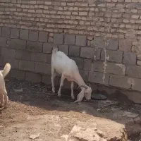 بزماده