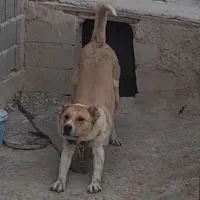 سگ خراسانی