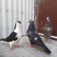 سه تا جوجه درجه یک هر سه تا به قیمت مفت
