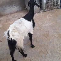 بز وطنی باب مالداری