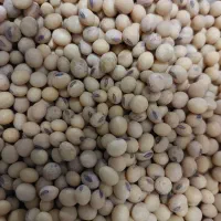 سویا بذری باران گواهی شده