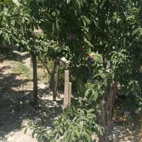 باغ-میوه-مناسب-ساخت-ویلا