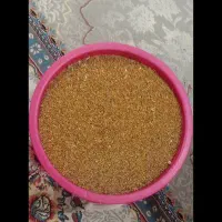 بذر یونجه محلی