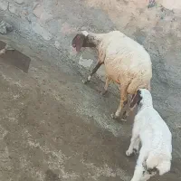 گوسفند با بره