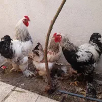 مرغ خروس برهما وسلطان