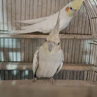 عروس هلندی جفت مولد