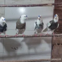 کبوتر