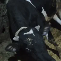گوساله نر