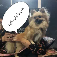 سگ کمشده. در یوسفیه