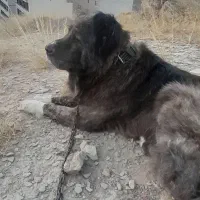 سگ سراب