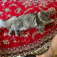 گربه بریتیش لانگ هیر