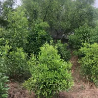 زمین-و-ویلای-قدیمی