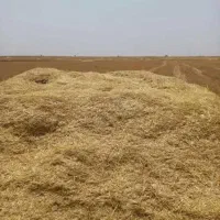 کاه گندم و جو درجه یک