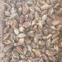 بذر|گل و گیاه طبیعی|کوهدشت, |دیوار