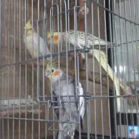 عروس هلندی