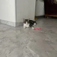 واگذاری رایگان گربه ۵ ماهه