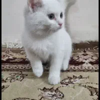 میکس پرشین و بریتیش