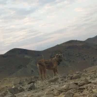 دو تا توله گله ای نر