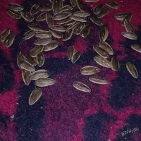 تخمه آفتابگردان