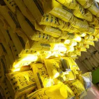 برنج چمپا و فجر