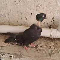 کفتر کلاغ نواری