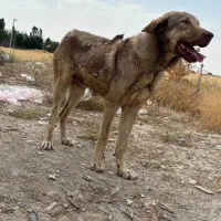 گمشده ماده پژدر توله داره توله هاش ۱۵روزه هستن