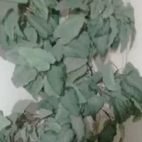 گل خارجی