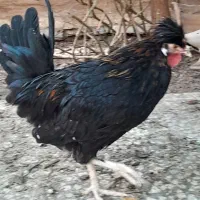 جوجه خروس ۵ ماهه