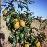 زمین باغی با جواز دیوار و امتیازات برق آب گاز