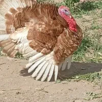 تخم بوقلمون و قاز