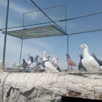 تعداد 20عدد
