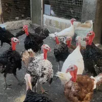 بوقلمون بوربون