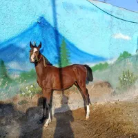 کره اسب دوسر دره شوری با مدرک