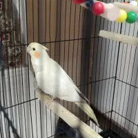 عروس هلندی ماده