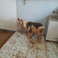 دوتابره یکی نریکی ماده