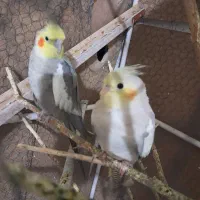 عروس هلندی