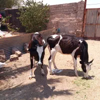 گوساله