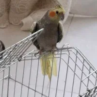 عروس هلندی گم شده