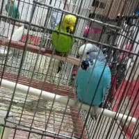 مرغ.عشق.فنچ طوطی برزیلی عروس هلندی.قناری