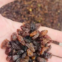 کشمش آفتابی در مازندران