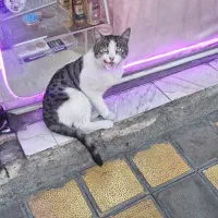 واگذاری گربه DSH
