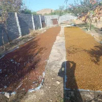 الو خورشتی(قطره طلا)