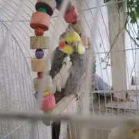 عروس هلندی نر