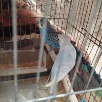 مرغ عشق با جوجه