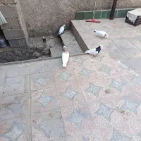 کبوترطوقی
