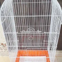 قفش پرنده