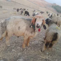 گوشت کهره