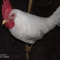 خروس