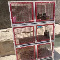 جفت کن کبوتر