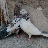 شیخی ابری و کله بادمجونی